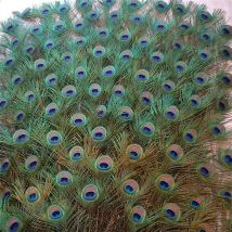 20 Teile/los Natürliche Pfau Federn für Handwerk Party Dekoration 25-32CM DIY Schmuck Hause Vase Plumas Zubehör