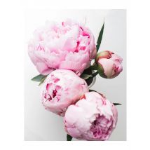 Canvas Painting Elegant Peony Flower Phrase Poster And Print Wall Art Picture For Living Room Home Decoration Nordic Decor
