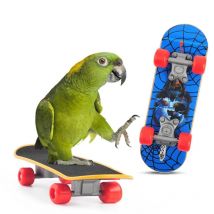 1PC Papagei Training Skateboard Vogel Liefert Skates Lovebird Kanarienvogel Barsch für Papageien Für Vögel Calopsita Vögel Zubehör