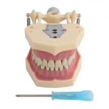 Dental Model Teeth Model Fit Frasaco Dental Teaching Model Standard Model with 32pcs Screw-in Teeths Demonstration