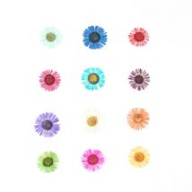 120pcs Pressed Dried Conyza canadensis Filler Flower For Epoxy Resin Jewelry Making Postcard Frame Phone Case Craft DIY