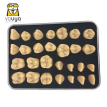 Zahnarzt-Zahnstufenschüler mit Zahnstruktur und zum Üben der Zahnschnitzerei, Lehrvergleichsmodell, Grube und Fissur, Karies