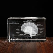Modelo anatómico humano 3D, escultura cerebral láser de cristal, cubo, figuras de pisapapeles, regalo de ciencia médica para pensamiento