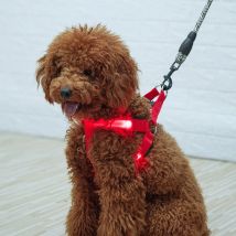 Moda LED Pettorina elettronica per animali domestici Accessori per cani in nylon Luce lampeggiante Guinzaglio per animali domestici Cintura in corda Gilet luminoso per cani Forniture per animali
