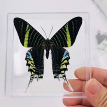 Butterfly  display real butterfly wingsstudent creative birthday gift transparent box