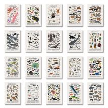 Retro Poster Science Animal Classification Education Wall Art Print Retro Picture Canvas Painting for Living Room Decoration