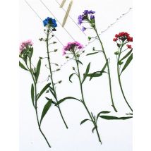 Pressed Dried Natural Lobularia maritima Flower Plants For Epoxy Resin Pendant Necklace Jewelry Making Craft DIY Accessories