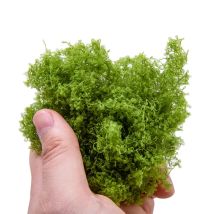Simulation Vegetation Bush Cluster Rebe Pflanzen Materialien Modell Diy Militär Sand Tisch Szene Layout Diorama Kits 20 gr/beutel