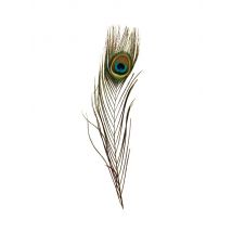 Contemplator 8pcs Full Peacock Tails Fly Tying Feathers For Nymphs&Streamers Bodies And Wings Peacock Herls Quills Feathers
