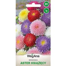 Aster prinz mischen 1G WegAna Blumensamen