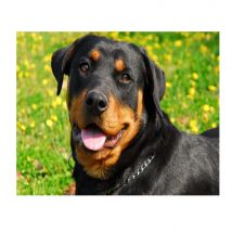 5d Diamond mosaic Rottweiler Dog 3d Diamond painting Cross Stitch cute pet Diamond Embroidery Rhinestones animal Home decoration