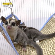 Haustier Hängematte Für Eichhörnchen Hamster Sommer Kühles Bett Haus Nest Schlafsack Nagetier Käfig Hängen Baum Bett Meerschweinchen Haustier Liefert