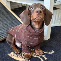 Braune gestreifte 2-beinige Dackel-Hundekleidung, warmer elastischer Pullover für Wiener Hundekleidung, Frühlings-Hundekostüme für Wurst