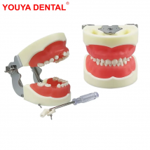 Kids Teeth Model For Dental Technician Practice Dental Typodont Model With Removable Teeth Soft Gums   Dentistry Training Models