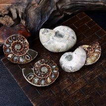 Amazing Ammonite Shell Reiki Crystal Healing Jewelry for Chakra Balancing And Energy Healing Purposes