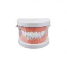 1 stücke Günstige Standard Dental Modell Zähne Lehre Modell Kunststoff Zähne Modell Für Zahnarzt Dental Studenten Studieren Bildung Display
