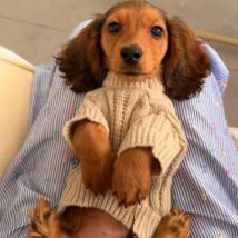 Winter-Pullover mit Stehkragen für kleine Wiener Hunde. Warmer Herbstmantel für Dachshunde. Dicke Loungewear für kleine Dackelhunde