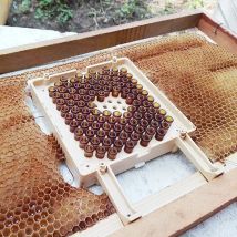 Deutschland Lain Queen Aufzucht-Kit Nicot System Complete Karl Diego Queen Aufzuchtkastenkäfig Bienenkönigin Zucht Bienenzuchtwerkzeuge