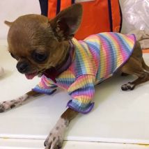 Baumwolle 100 % Katze Hund Weste Sommer Haustier Kleidung Streifen Pullover für kleine Hunde Katzen Chihuahua Pomeranian Welpe ropa para perros