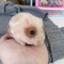 5-Zoll-Baby-Hamster-Silikonpuppe, handgefertigt, weiche Haptik, Mini-Tiere, Hamster, Babys