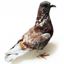 Tauben-Skelett-Probe, komplettes Vogelknochen-Modell, Präparatoren, tierische anatomische Statue, Tischdekoration für den naturwissenschaftlichen Unterricht