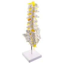 1:1 menschliche Wirbelsäulenwirbel mit Sacrum Steißbein Skelettmodellbausätzen