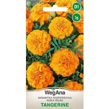 Mandarine Low Orange Velvet 1G VegAna Blumensamen