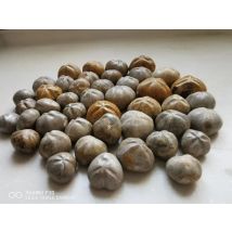 2,2 LB JURASSIC Madagaskar MEER KEKS SEEIGEL FOSSIL sand dollar Stern Fisch Dinosaurier Alter
