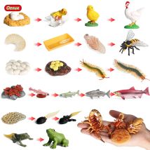 Oenux Lebenswachstumszyklus Simulation Insekt Schmetterling Frosch Huhn Actionfiguren Tiermodell Baby Pädagogisches Miniatur Kinderspielzeug