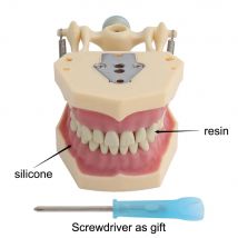 Modelo de 32 dientes para entrenamiento de práctica de técnico, modelo Dental estándar Typodont, modelo de enseñanza de dientes, estilo Frasaco de goma suave