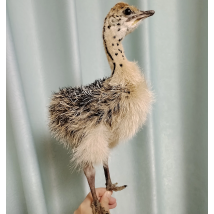 Stuffed Ostrich Specimen Animal Taxidermy Home Decor Perfect for Collecting, Special Unique Gifts