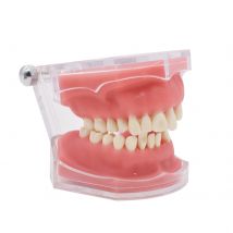 Dental Typodont Standard Teeth Models Study Teach Demo Soft Gum Removable Teeth Study teaching Model Adult Typodont up