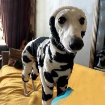 Hundebekleidung Winter 4-beinige Jacke für italienischen Windhund Schwarz Weißes Sweatshirt für Whippet-Hunde Warmer Mantel für Terrier