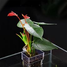 1pc Aquarium Pflanz korb Pflanzen halter Hydro ponik Unterstützung hängende Aquarium Wasser Gras Becher halter Wandbehang Blumentöpfe