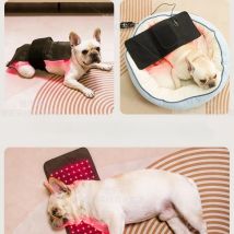 Veterinary use Red light LED therapy physiotherapy equipment for Pet dog pain relief pain reduce