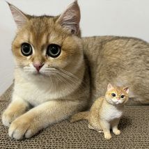 Personal isierte 3d Haustier Porträt Haustier Schlüssel bund benutzer definierte Hundekopf Ornament maßge schneiderte Haustier Geschenk Haustier Mini Skulptur Haustier Liebhaber Geschenk ideen