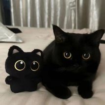 10 cm carino gatto nero peluche bambola piccolo ciondolo coccolone cuscino ins gatto nero peluche bambola per ragazzo ragazza regali di compleanno
