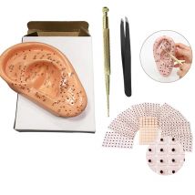 4-in-1-Ohr-Akupunkturpunkte-Modell, Ohrpresse, Samen-Ohr-Sonden-Set, 13 cm, menschliches medizinisches Ohr-Ohr-Akupunkturpunkte-Modell mit Englisch