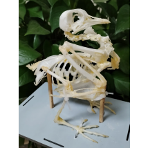 Pigeon Skeleton Specimen Complete Bird Bone Model Taxidermy Animal Anatomical Statue Tabletop Decoration for Science Education