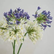 Luxus Afrikanische Agapanthus Künstliche Blumen Babysbreath Zweig Hause Weihnachten Hochzeit Dekor Zimmer Foto Requisiten Tisch Zubehör