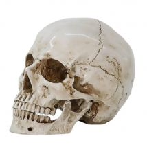 1PC Anatomical Medical Human Skull Replica Model 1:1 Life-size Skeleton Head Teeth DIY Decorations