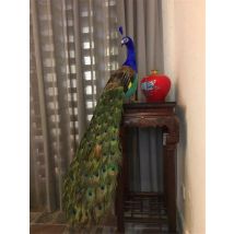 long tail real life colourful peacock model foam&real feather beautiful turned back peacock gift about 120cm xf3021