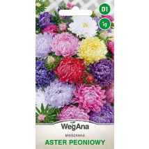 Aster Pemony Mix aus Farben 1G WegAna Blumensamen