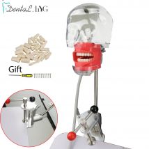 Dental Head Modell Simulator Puppe Phantom mit neuen Stil Bank halterung Dental modelle Zahnarzt Lehre erhalten 28 Stück Zähne kostenlos