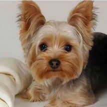 Tier Yorkshire Terrier DIY Stickerei Kreuz Stich 11CT Kits Handwerk Handarbeiten Set Gedruckt Leinwand Baumwolle Faden Hause Verkaufen