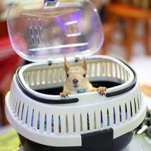 SMELL & SMILE Portátil pájaro jaula de transporte mascota salida suministros  pequeño Budgerigar cacatúa, loro ave hamster 25x20.5x16cm