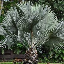 Bismarckia nobilis - Bismarkia nobilis vaso 26cm H 130cm