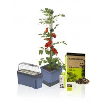 Meine Gartenwelt Tomaten Starter-Set x blau