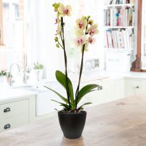 Orchid Subscription