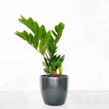 Plant Subscription